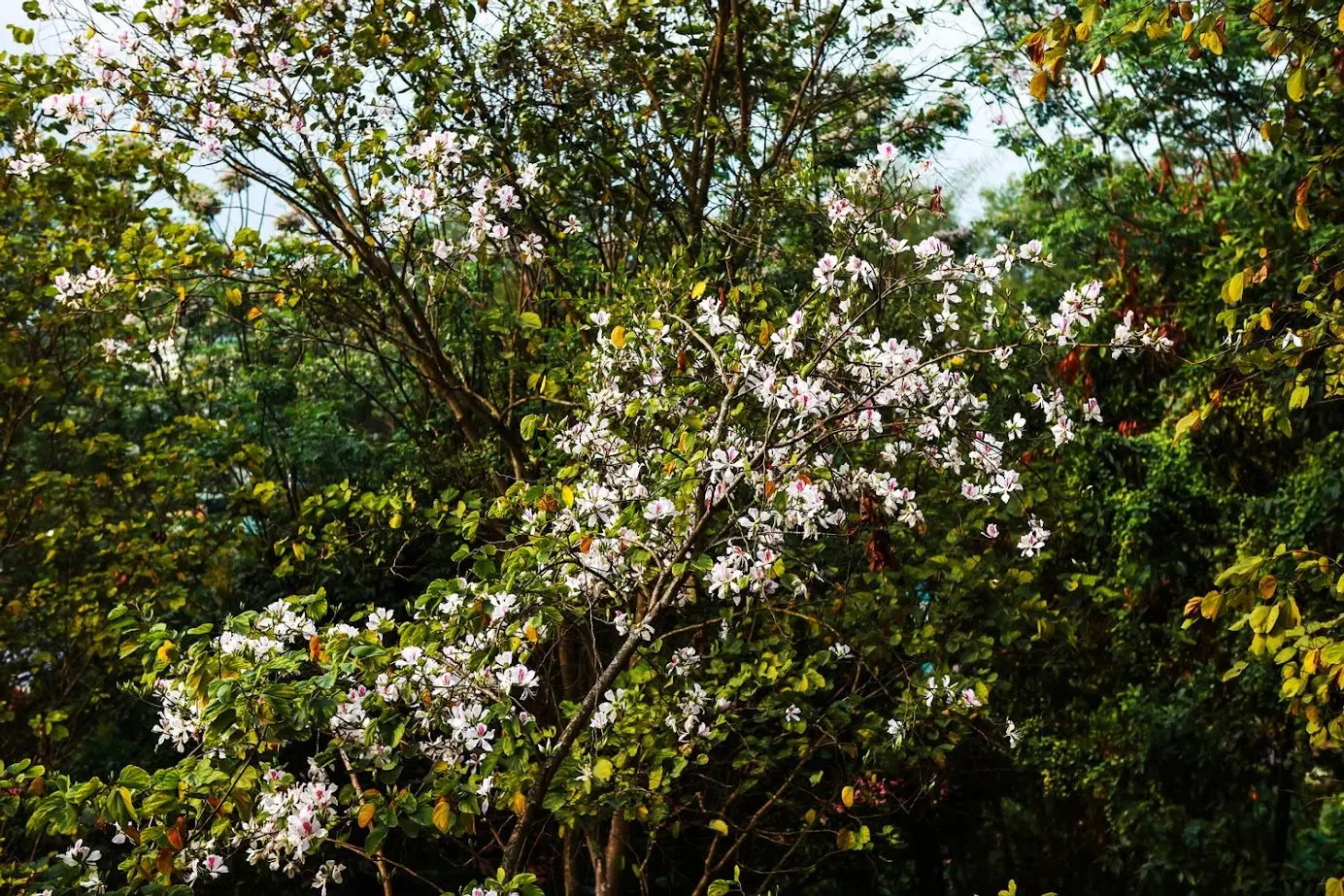 Vé máy bay đi Điện Biên